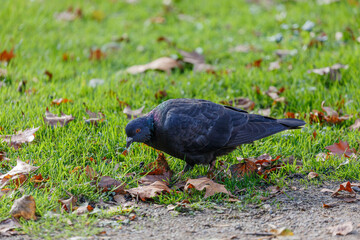 Pigeon walking on the grass in park