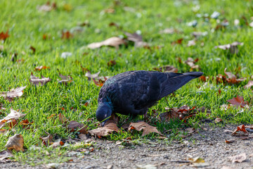 Obraz premium Pigeon walking on the grass in park
