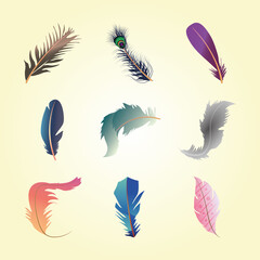 set of different decorative fluffy twirled feathers