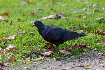 Pigeon walking on the grass in park
