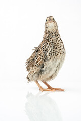 Isolated Japanese quail on white background.