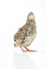 Isolated Japanese quail on white background.