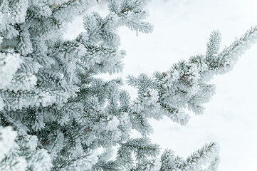 Fir-tree in frost on a cold winter day