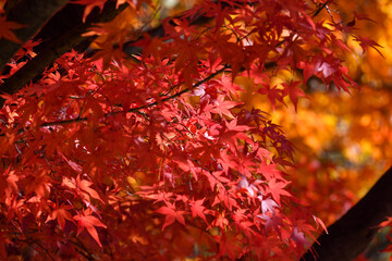 Maple, autumn, 단풍