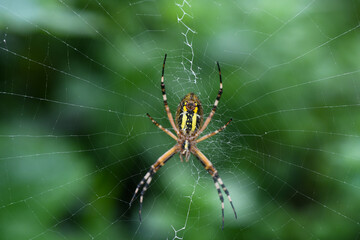 spider, 거미