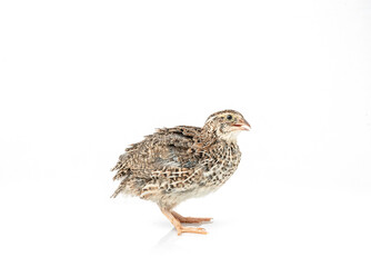 Isolated Japanese quail on white background.