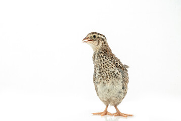 Isolated Japanese quail on white background.