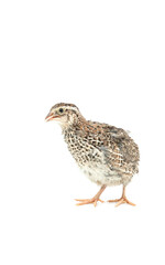 Isolated Japanese quail on white background.