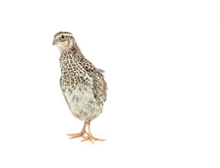 Isolated Japanese quail on white background.