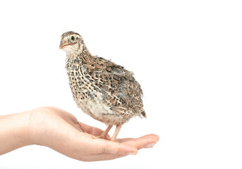 Fototapeta na wymiar Isolated Japanese quail on white background.
