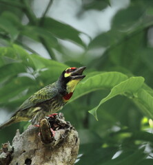 beautiful and colorful coppersmith barbet or crimson breasted barbet (psilopogon haemacephalus or megalaima haemacephala) is chirping from a tree top in the breeding season, sundarbans, in india