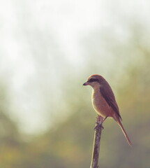 a brown shrike (lanius cristatus) perching on a branch, west bengal in india