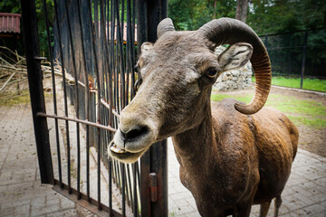 mountain goat in the zoo look at camera