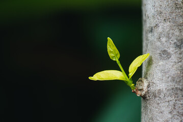 The leaves are still small, light green, yellowish spring from their large trunk. It is the growth of new leaves according to the season instead of the old leaves that have already fallen.