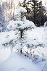 snow covered trees in the forest