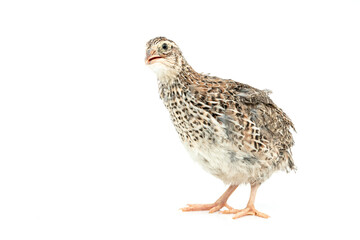 Isolated Japanese quail on white background.