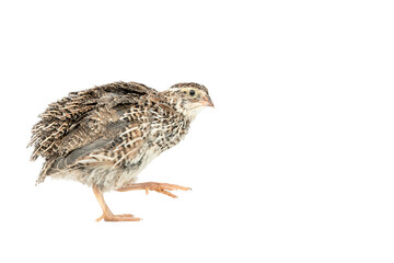 Obraz premium Isolated Japanese quail on white background.