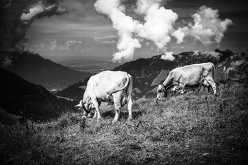Cows and Cattle grassing in the Swiss Alps - typical Switzerland - travel photography