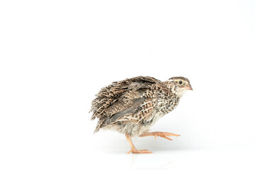 Isolated Japanese quail on white background.