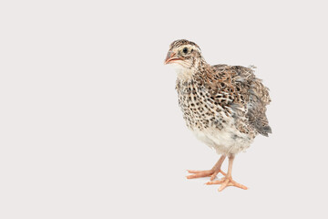Isolated Japanese quail on white background.