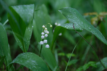 Lily of the valley flower in the forest after the rain.