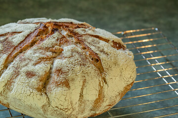 Sourdough Rye bread cooling on a rack landscape