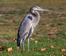 A Great Blue Heron in a Park posing