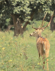 a male chital deer or spotted deer (axis axis) in bandipur national park, karnataka, india