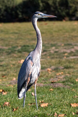 A Great Blue Heron in a Park posing