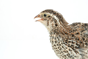 Isolated Japanese quail on white background.