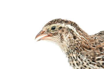 Isolated Japanese quail on white background.