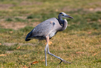 A Great Blue Heron in a Park posing