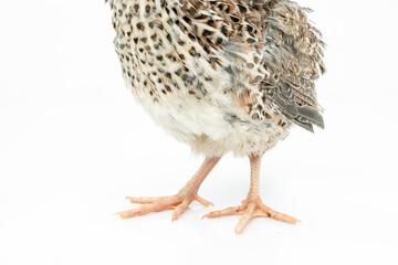 Isolated Japanese quail on white background.