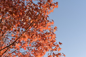 赤くなったモミジと青空