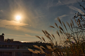 夕日とススキ野原