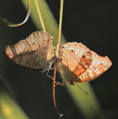 oriental grey pansy butterflies (junonia atlites) mating in summertime, countryside of west bengal in india