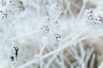 Winter nature. Thistle covered with frost.