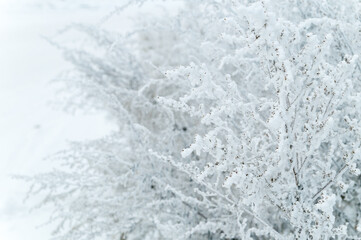 Winter nature. Twigs of wild grasses covered with frost.