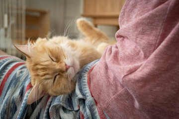 膝の上でくつろぐ猫（マンチカン）