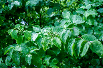 Unreife grüne Früchte / Beeren der giftigen Gartenpflanze Hartriegel (Lat.: Cornus) mit nassen...