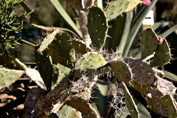 Cactus and succulents in Florida