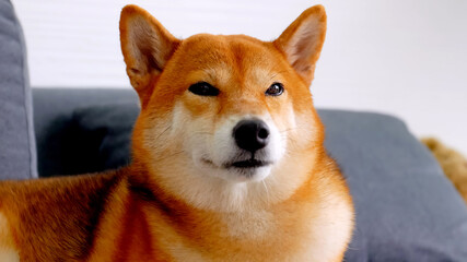 Cute Shiba Inu dog sitting on a sofa at home.