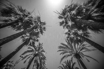 Palm Trees against a blue sky - perfect holiday feeling