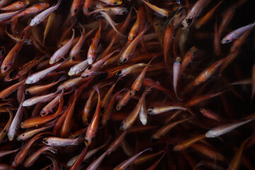 fish cultivation in the pond