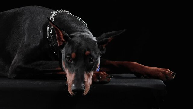 The Doberman Pinscher lies with its head on its front paws. The dog looks into the camera and wiggles its ears, in the studio on a black background. Close up.