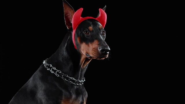 Profile portrait of a Doberman Pinscher with red horns on his head on a black background in the studio. The dog twists its head around, and then stops its gaze on the camera. Halloween. Close up.