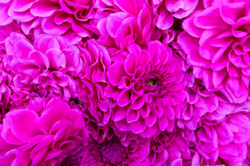 pink chrysanthemum background