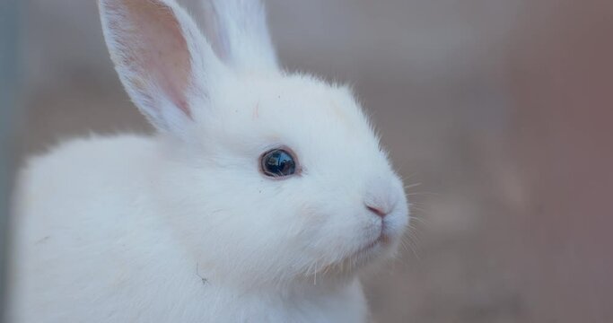 Close-up shot of the rabbit rested calmly in the farm. Posting and look at camera, zoom in, slow motion.
