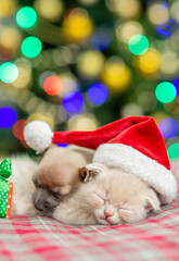 Fototapeta na wymiar Toy terrier puppy and kitten sleep together with Christmas tree on background. Empty space for text