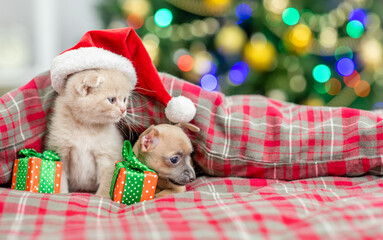 Fototapeta na wymiar Tiny Toy terrier puppy wearing red santa hat and kitten sit together under warm blanket on a bed with gift box and with Christmas tree on background. Pets look away on empty space